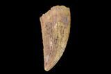 Serrated, Raptor Tooth - Real Dinosaur Tooth #149080-1
